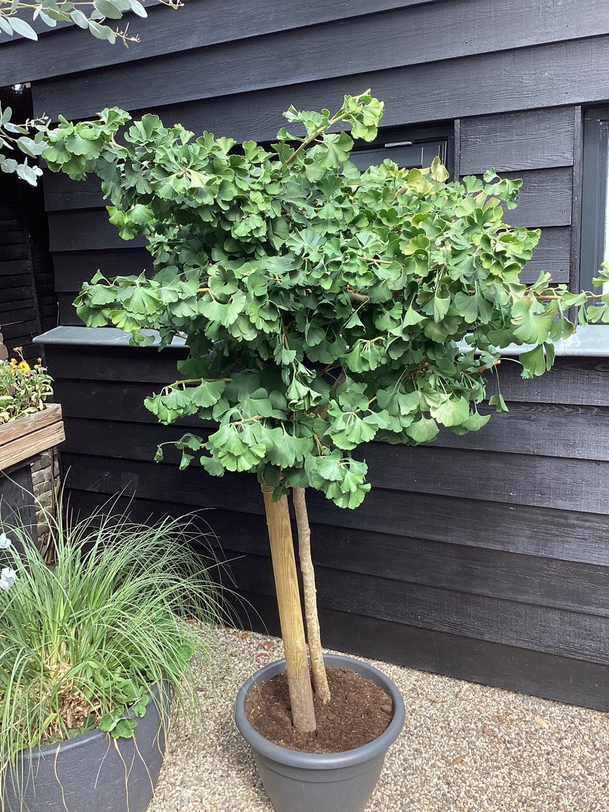 Ginkgo boom, Ophalen of Verzenden, In pot, Volle zon, Overige soorten