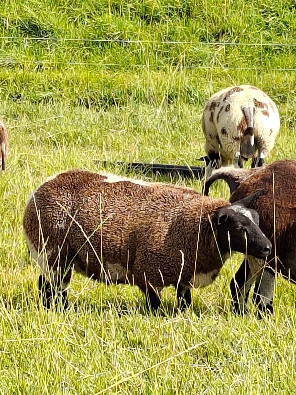 luxe bonte ooilammeren en schapen ooilam zwoegervrij, Dieren en Toebehoren, Schapen, Geiten en Varkens, Meerdere dieren, Schaap