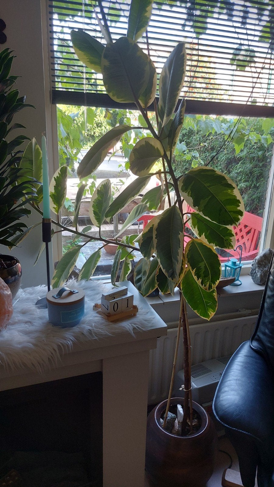 Grote Ficus kamerplant met bonte bladeren, Huis en Inrichting, Kamerplanten, Ophalen, Ficus, 100 tot 150 cm, Halfschaduw