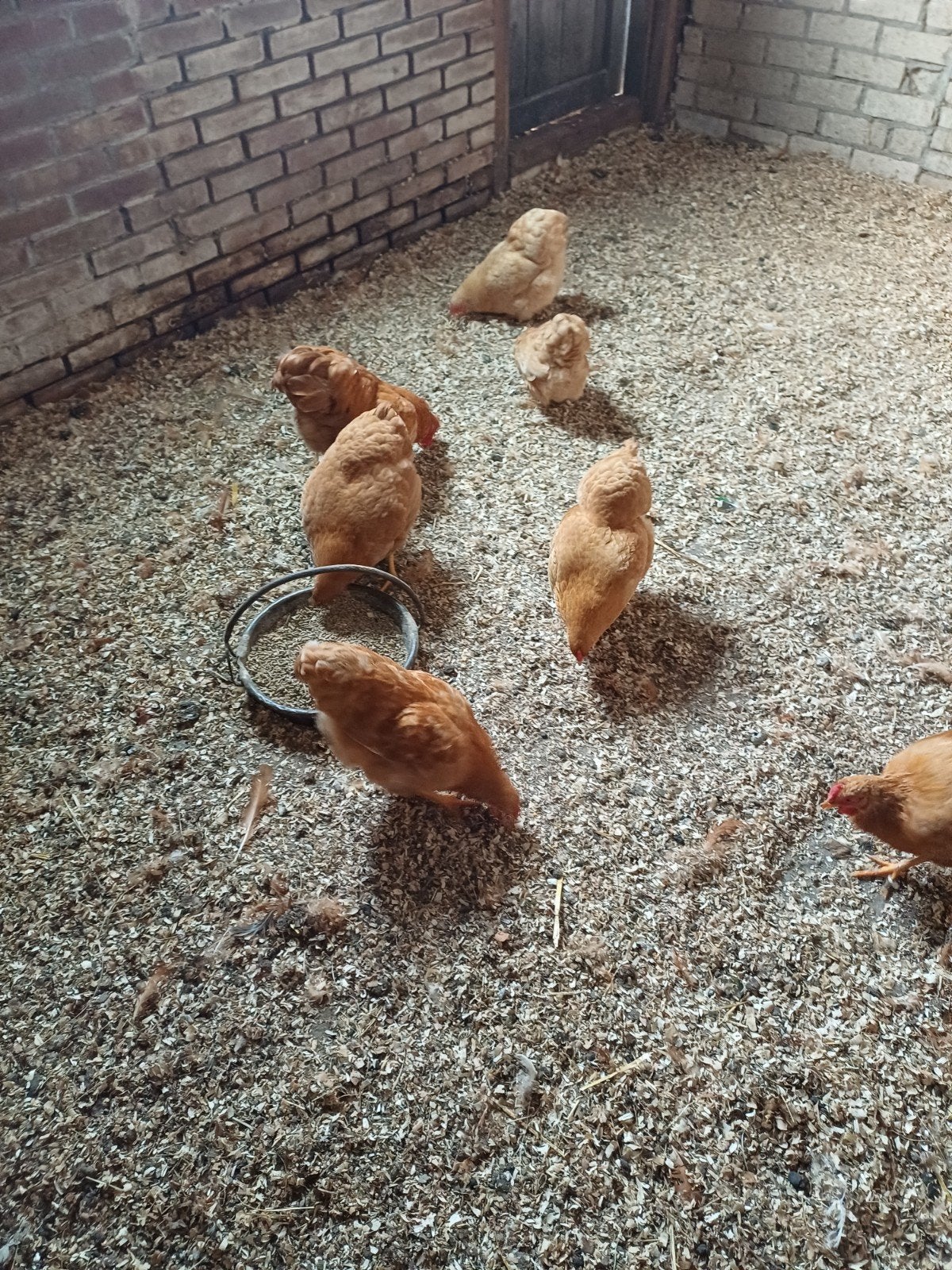 wyandotte buf kriel, Dieren en Toebehoren, Meerdere dieren, Kip