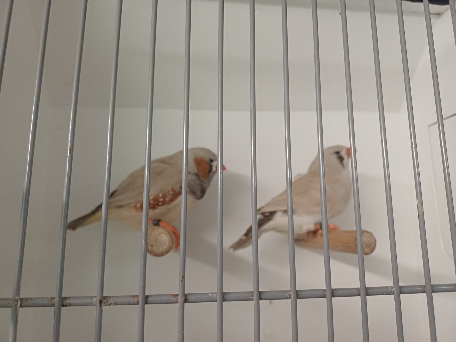meerdere soorten vogels, Meerdere dieren, Geringd