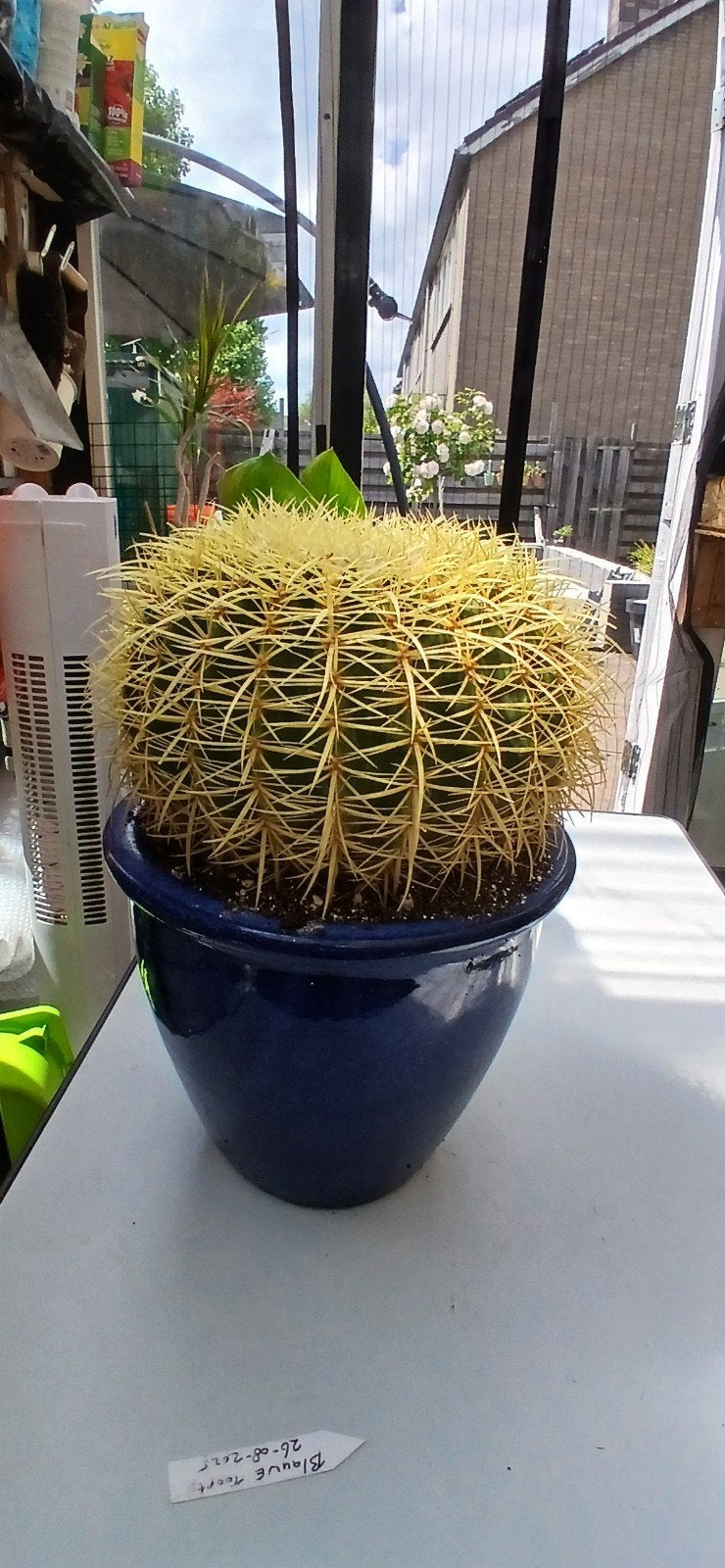 Grote Gouden Bolcactus in Blauwe Pot, Ophalen