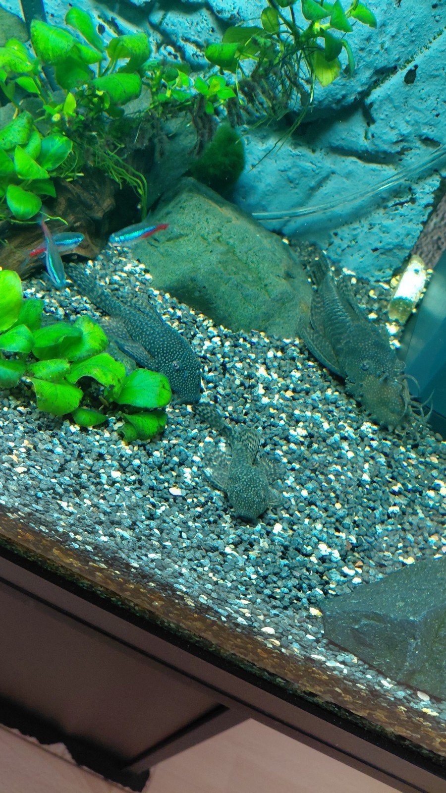 mannelijke algeneter 15 cm, Dieren en Toebehoren, Vis