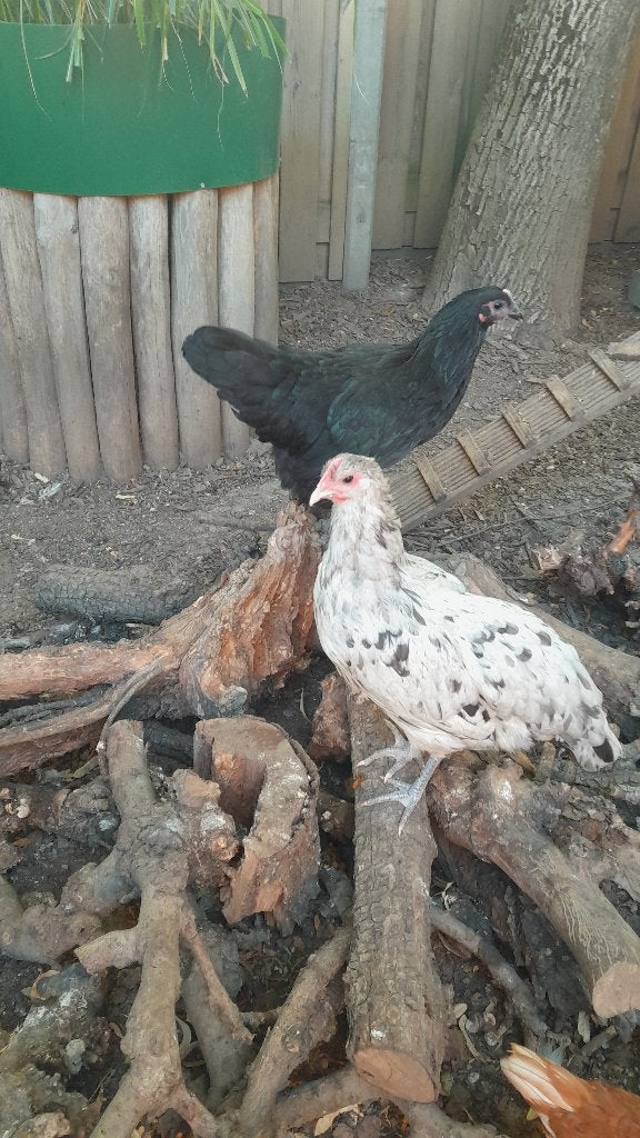 Australorp kuikens (hennen), Dieren en Toebehoren, Pluimvee, Vrouwelijk, Kip