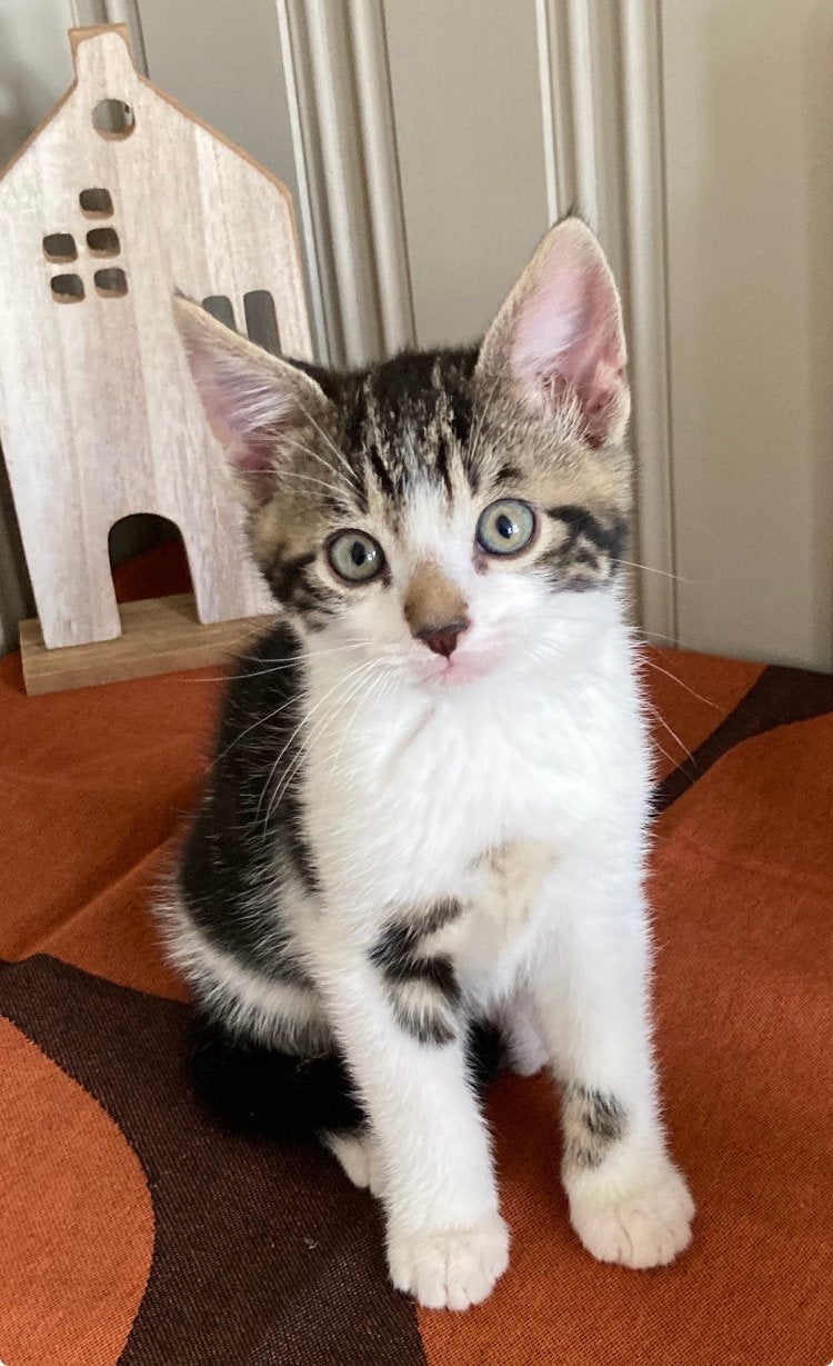 Kitten kittens, Kater