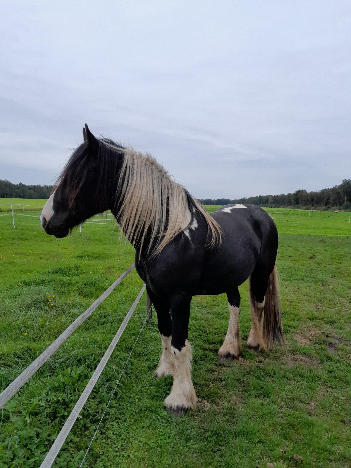 prachtige grote maat bonte tinker ruin 1,62+ 4,5 jaar, Ruin, 160 tot 165 cm, Recreatiepaard, 3 tot 6 jaar