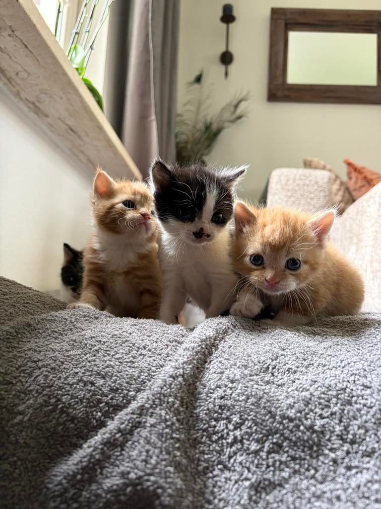 Tamme boerderij kittens te koop, Dieren en Toebehoren, Kater, Kortharig, 0 tot 2 jaar