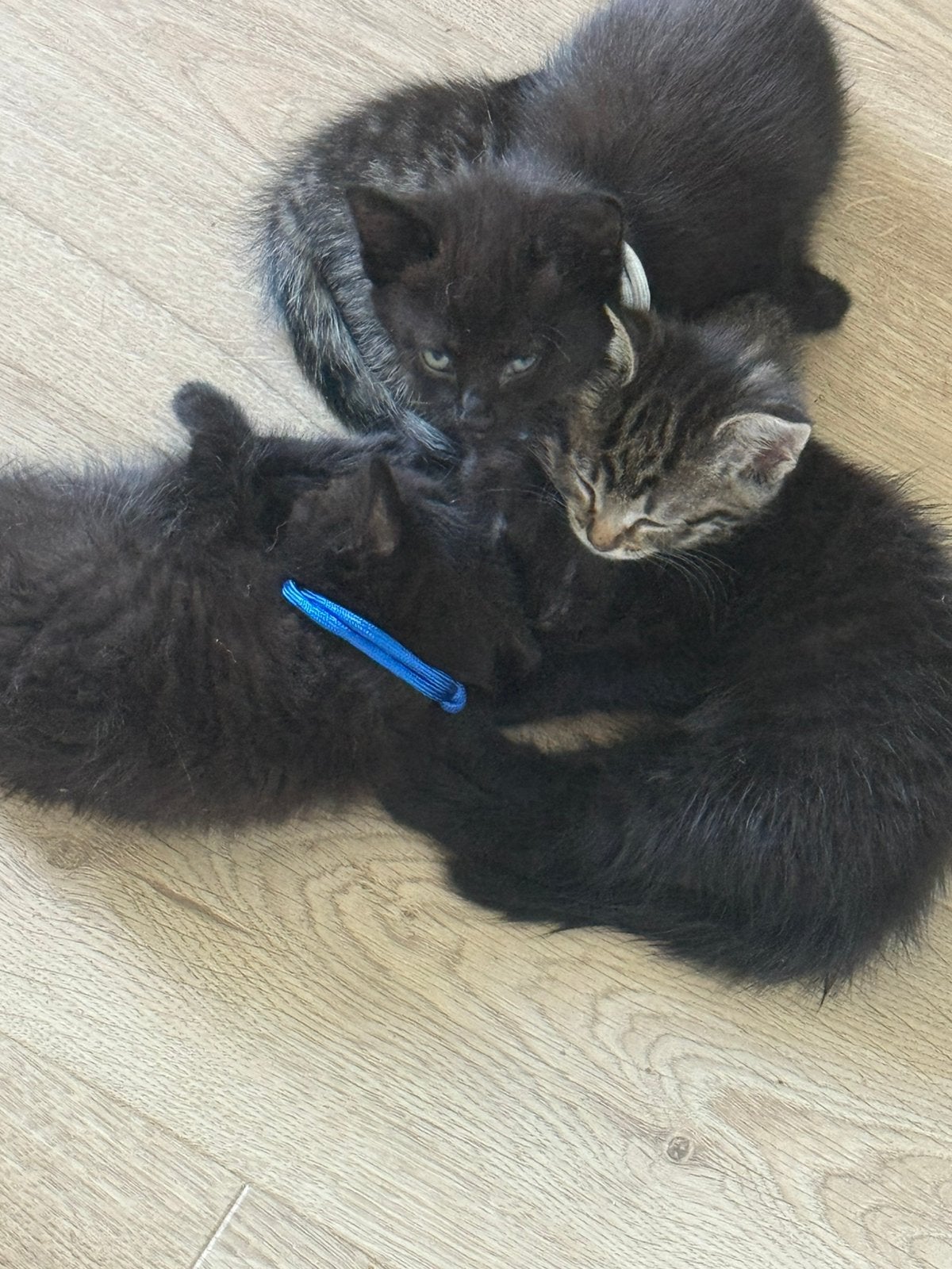4 mooie kittens