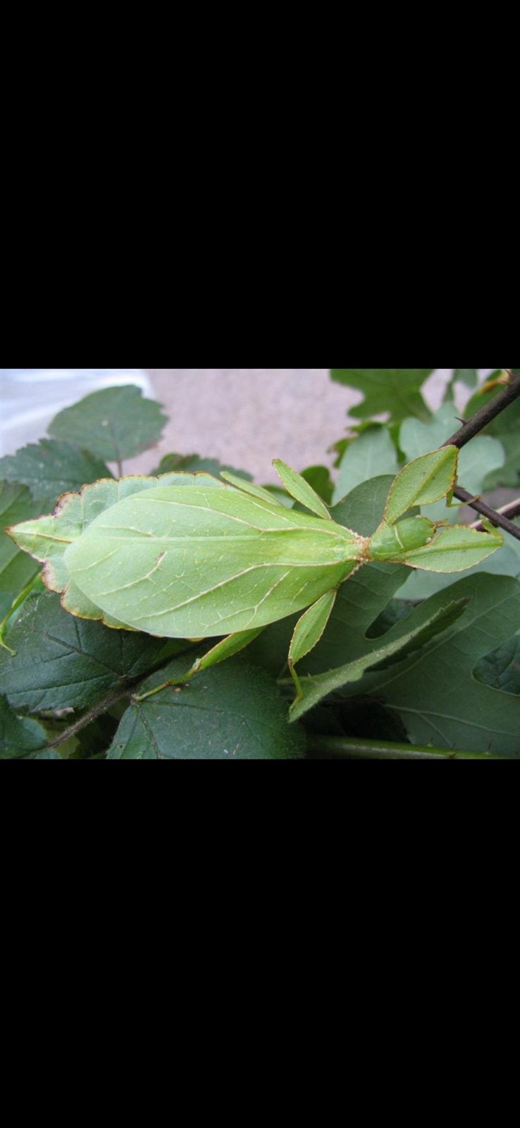 Eitjes van het wandelend blad Phyllium phillipinicum, Dieren en Toebehoren, Wandelende tak