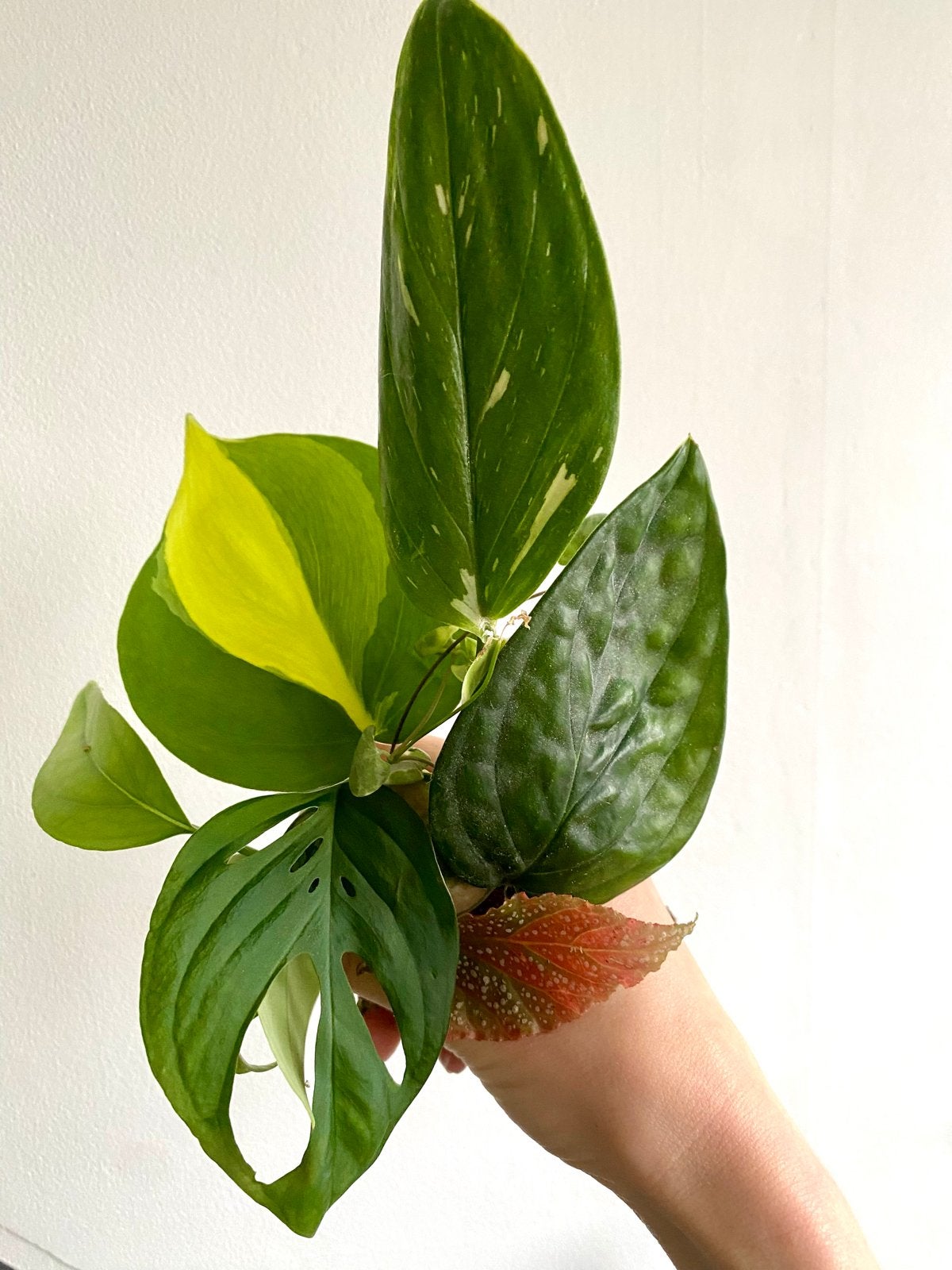 Diverse stekjesmix: Philodendron, Tradescantia, Begonia, Overige soorten, Vaste plant, Ophalen of Verzenden, Bloeit niet