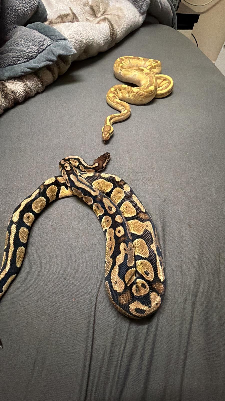 Twee prachtige koningspythons – gele en donkere kleurvariant Ball Python photo 5