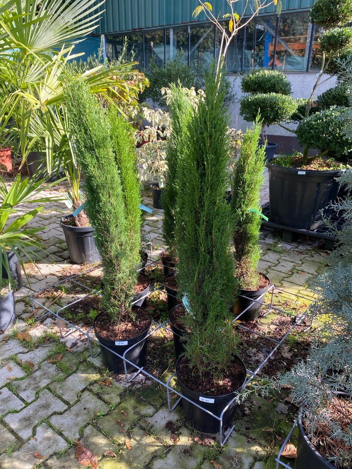 Cypressus sempervirens 'Totem' - 90/100 cm hoog, Tuin en Terras, Bloeit niet, 100 tot 250 cm, Zuilboom, Ophalen