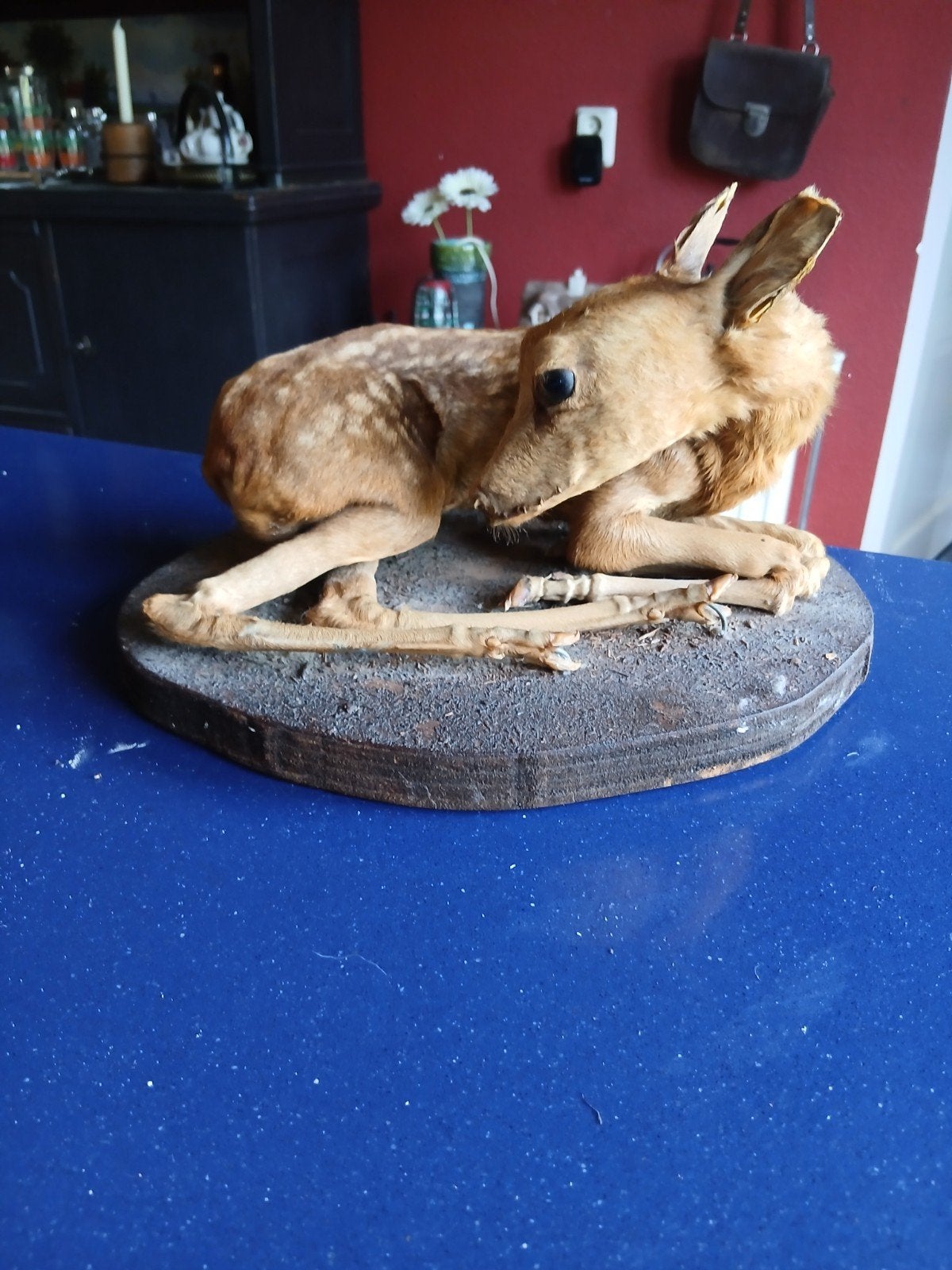 Taxidermy opgezet hertje, Ophalen, Gebruikt, Opgezet dier