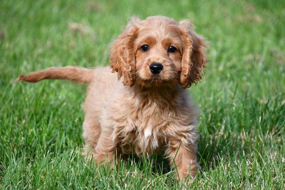 Cockapoo pups te koop, 15 weken tot 1 jaar, Buitenland, Meerdere, Meerdere dieren