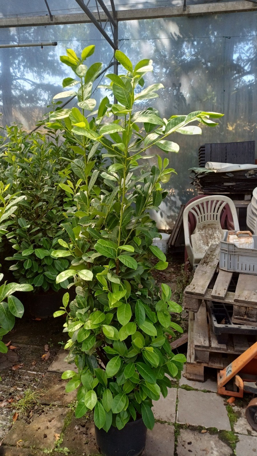laurier, Tuin en Terras, Ophalen, Laurier, 100 tot 250 cm