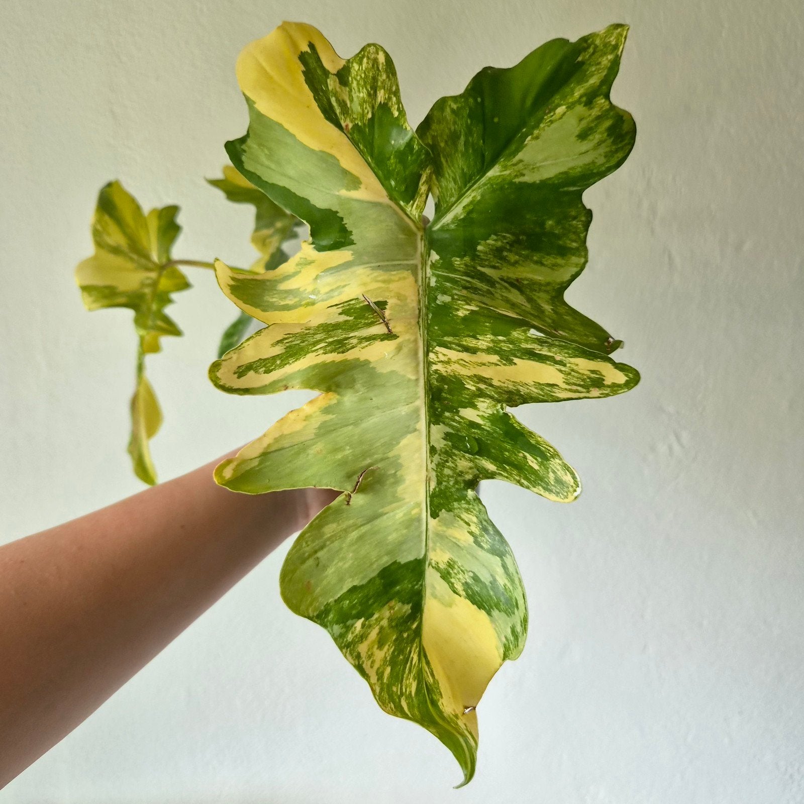 Philodendron Florida Beauty x Mayoi, Huis en Inrichting, Kamerplanten, Ophalen of Verzenden