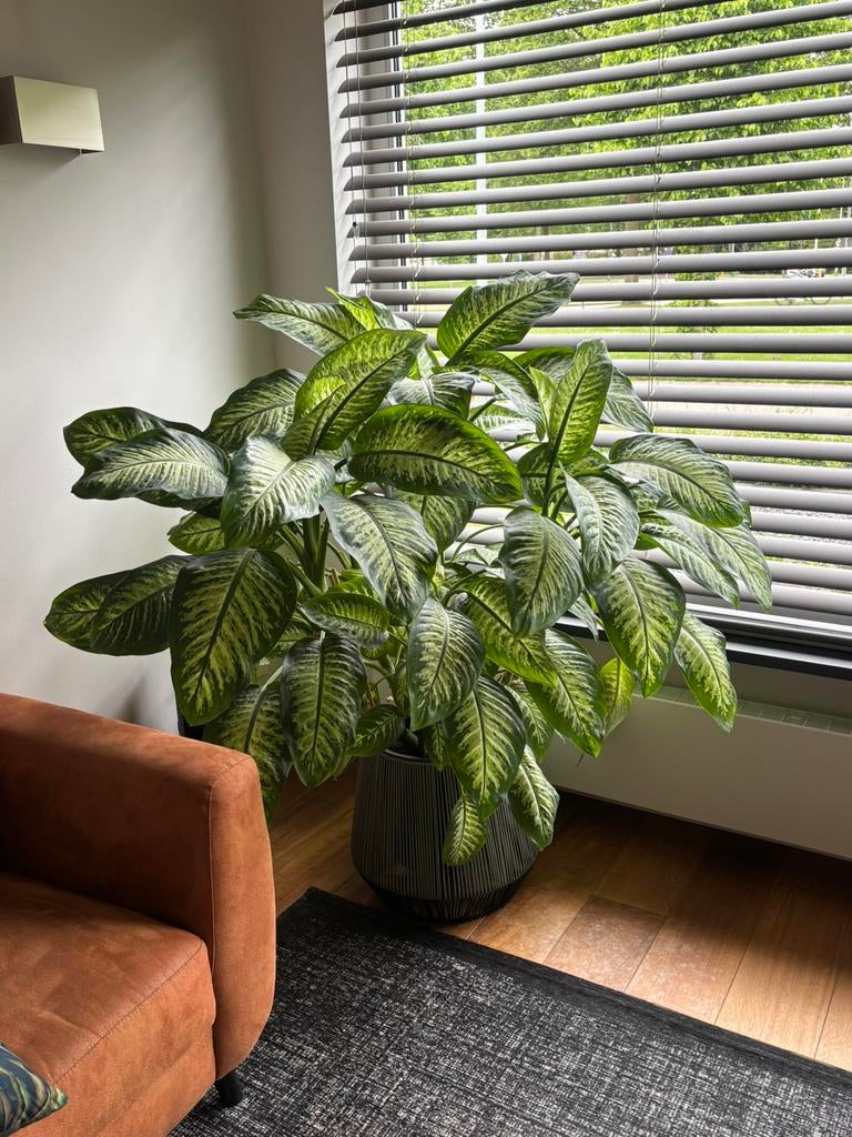 Dieffanbachia, Huis en Inrichting, Kamerplanten, Ophalen of Verzenden, Halfschaduw, 200 cm of meer
