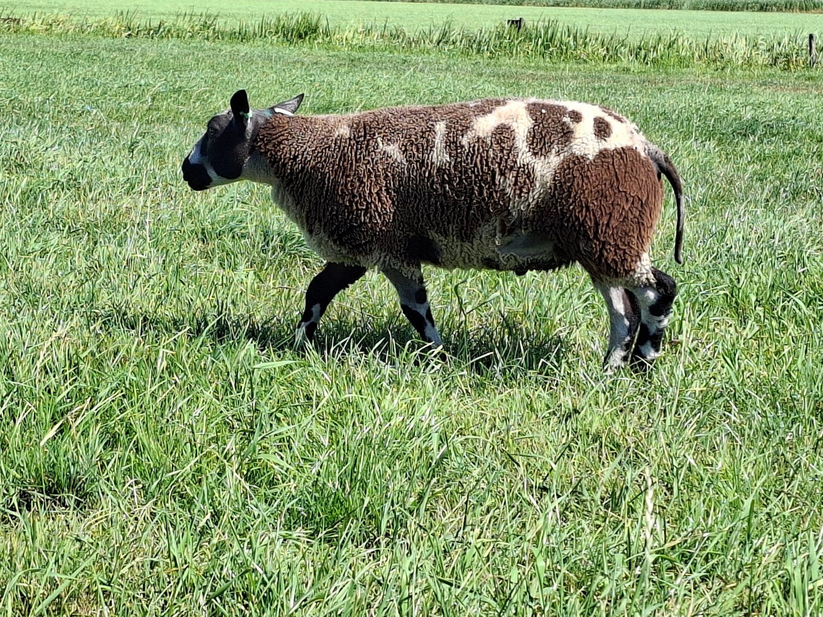 luxe zwoegervrije bonte dekrammen, Mannelijk, Schaap, 0 tot 2 jaar