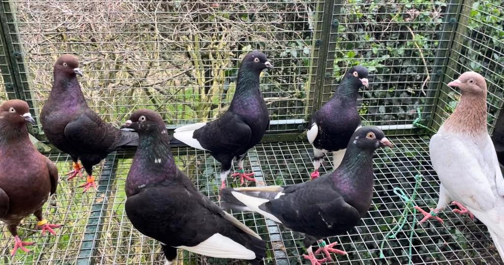 Amsterdamse hoogvlieger - vliegtype, Dieren en Toebehoren, Vogels | Duiven, Meerdere dieren, Overige soorten