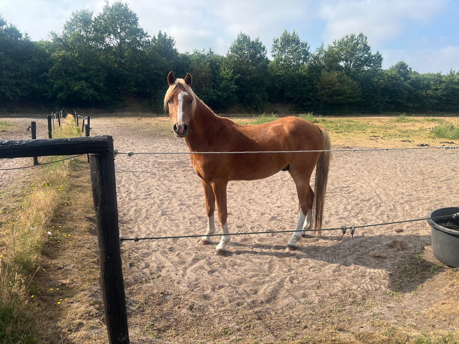 Erica’s Tom welsh b ruin, Met stamboom, Ruin, Niet van toepassing, 3 tot 6 jaar