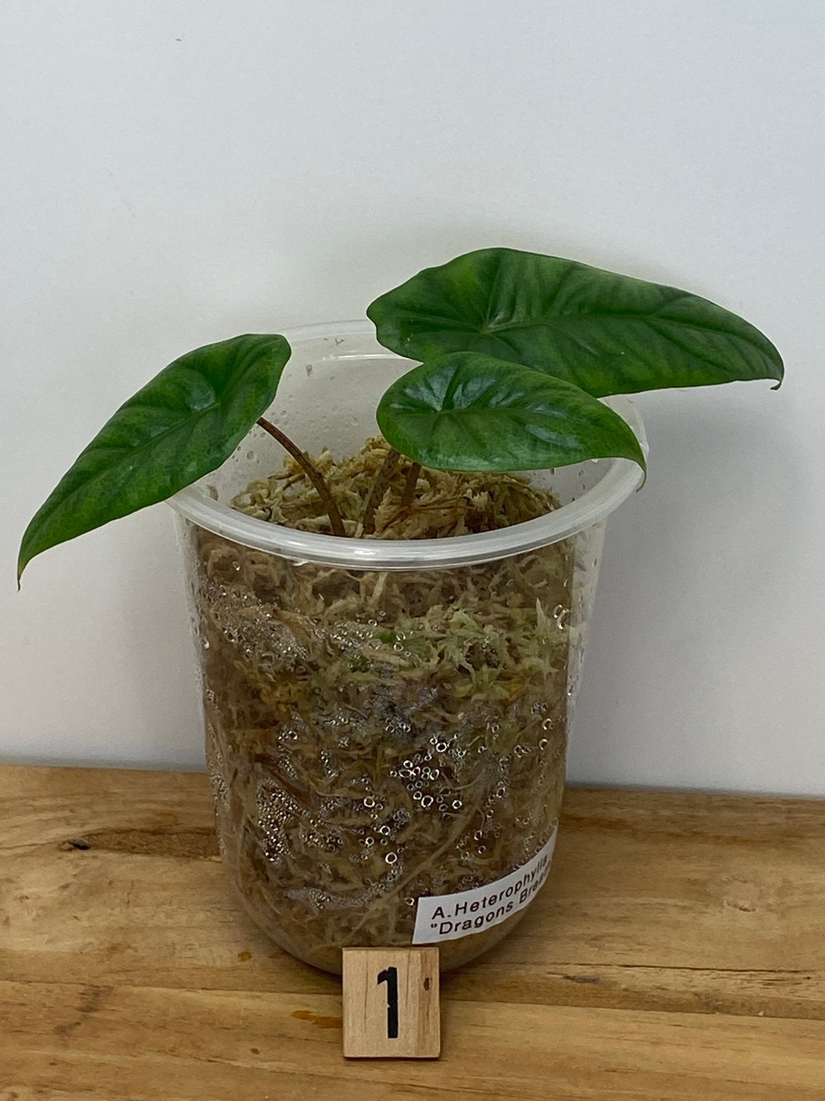 Alocasia Heterophylla “ Dragons Breath” Plantjes #1, Ophalen of Verzenden, Halfschaduw, Minder dan 100 cm
