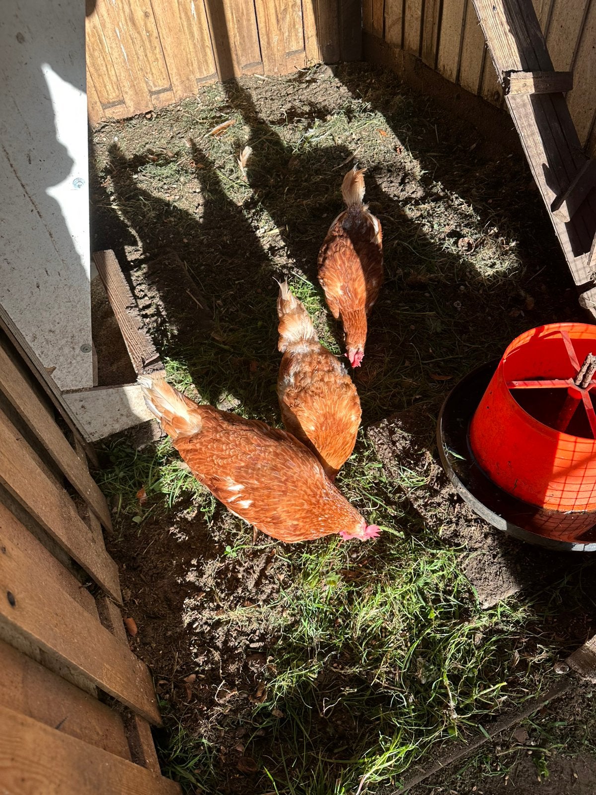 Bruine legkip, Dieren en Toebehoren, Pluimvee, Vrouwelijk, Kip