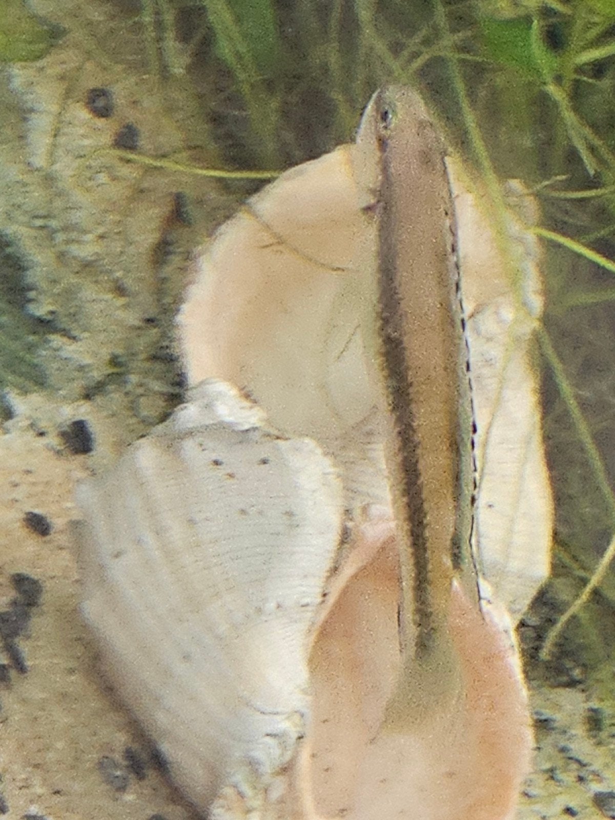 Tanganyika cicliden, Vis