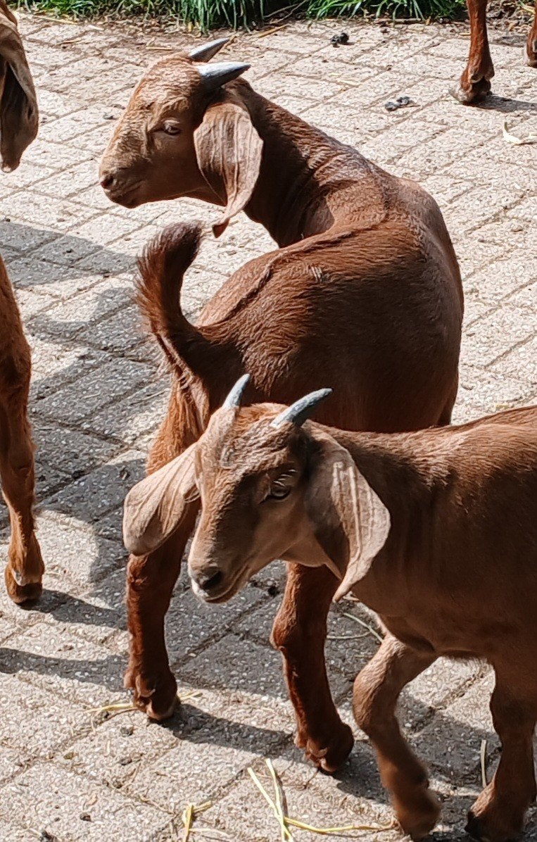 Boergeit red kalahary boerbok te koop, Dieren en Toebehoren, Mannelijk, Geit