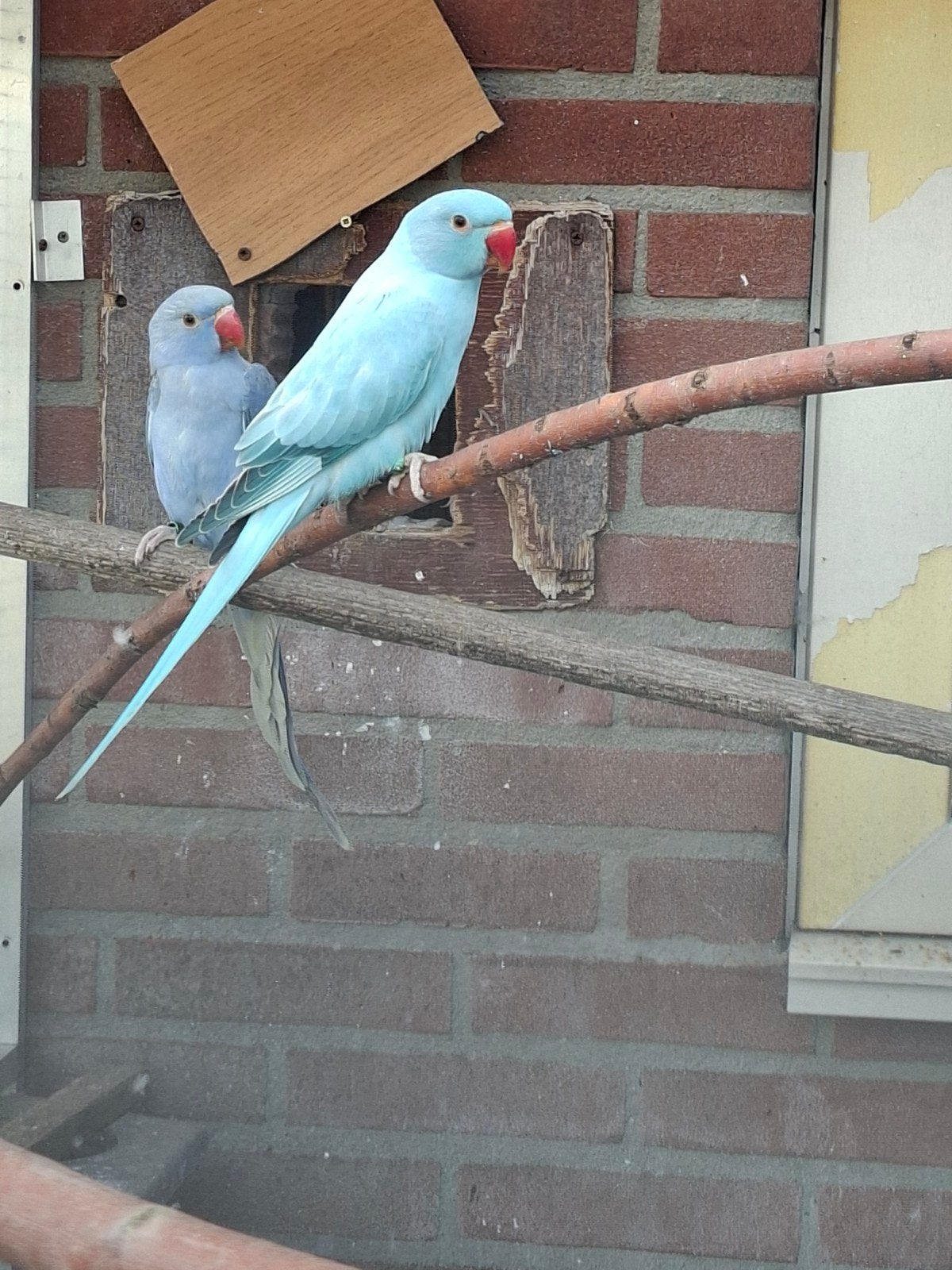 10 opaline halsbanden, Meerdere dieren, Parkiet