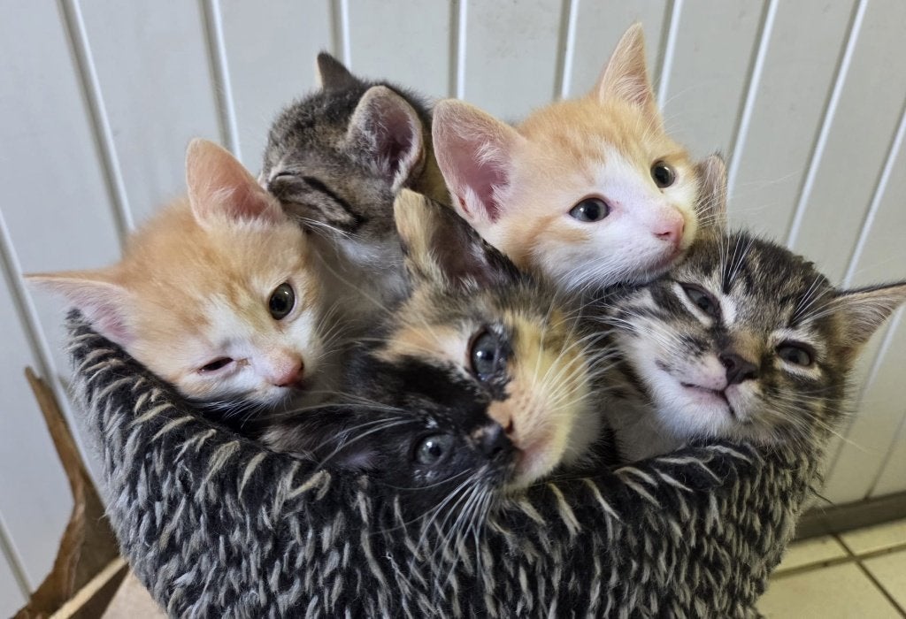 6 leuke lieve tamme boerderij kittens, Dieren en Toebehoren, Meerdere dieren, Ontwormd, 0 tot 2 jaar