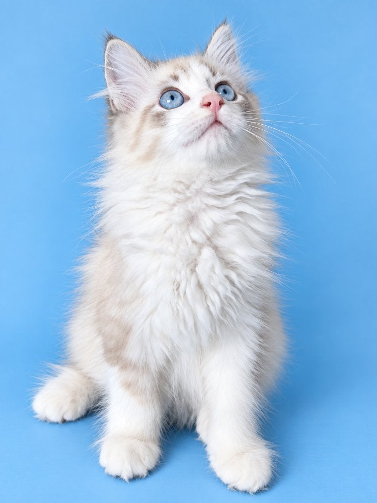 Fantastische langhaar kittens kruising Siberisch, Dieren en Toebehoren, Meerdere dieren, Langharig, 0 tot 2 jaar