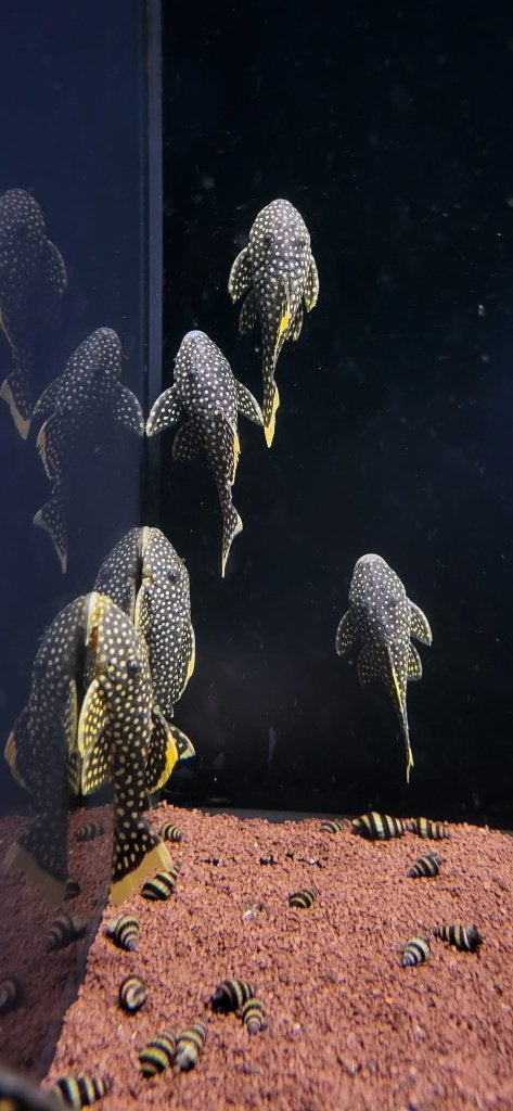 Golden Nugget (Baryancistrus xanthellus) - Prachtige meerval, Dieren en Toebehoren, Vissen | Aquariumvissen, Vis, Zoetwatervis