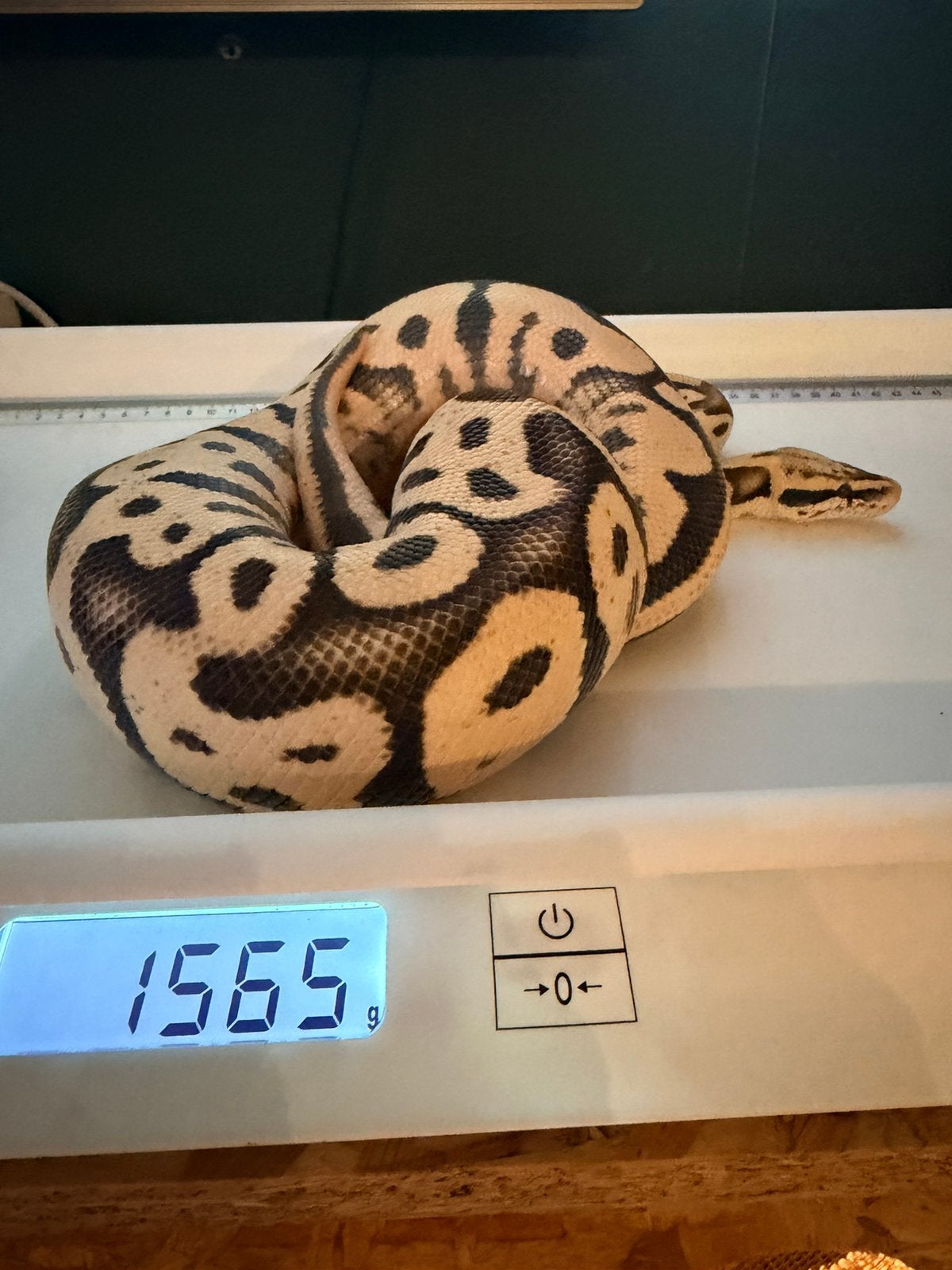 Mooie koningspython 1.0 Ball Python photo 5