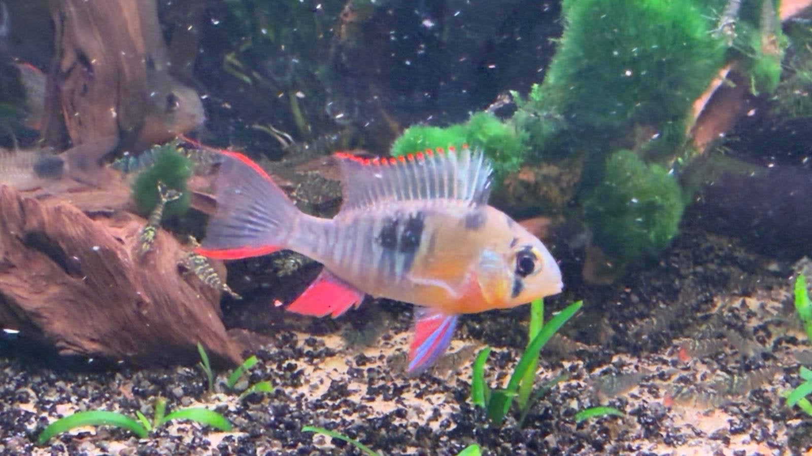 altispinosa microgeophagus, Vis, Zoetwatervis