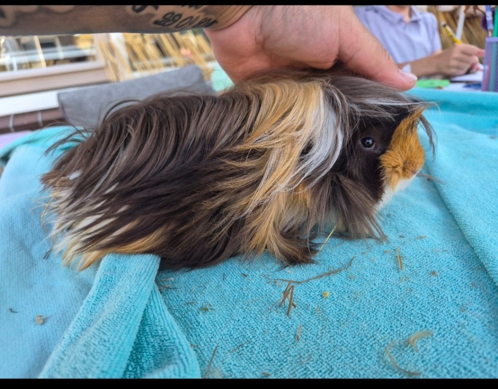 Cavia prachtig jong beertje 😍zacht langhaar peruviaan, Dieren en Toebehoren, Cavia, April, Mannelijk, Tam