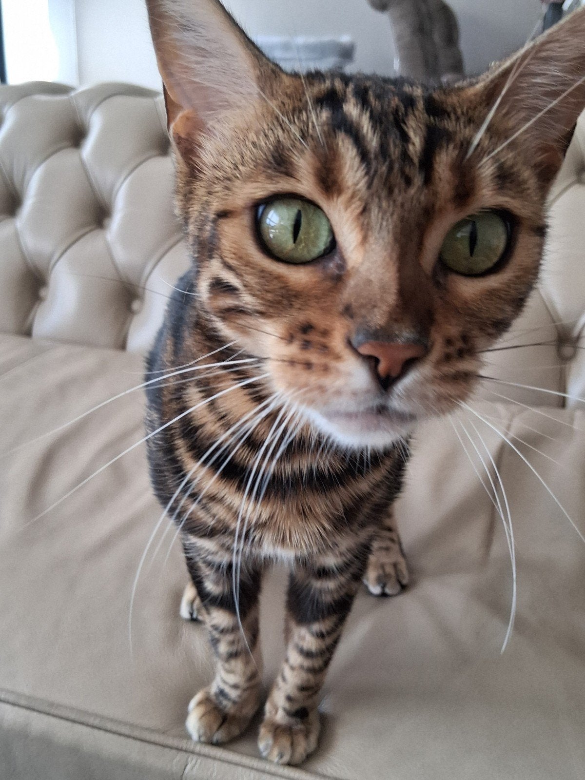 black tabby spotted, Poes, Kortharig, 0 tot 2 jaar