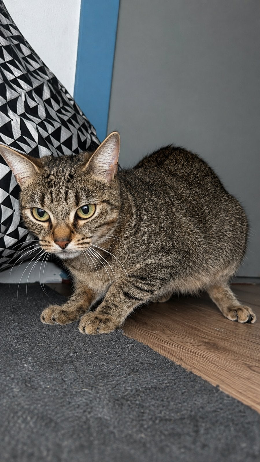 Zwangere mama poes van 3 jaar, Dieren en Toebehoren, Katten en Kittens | Raskatten | Korthaar, Poes, Ontwormd, 3 tot 5 jaar