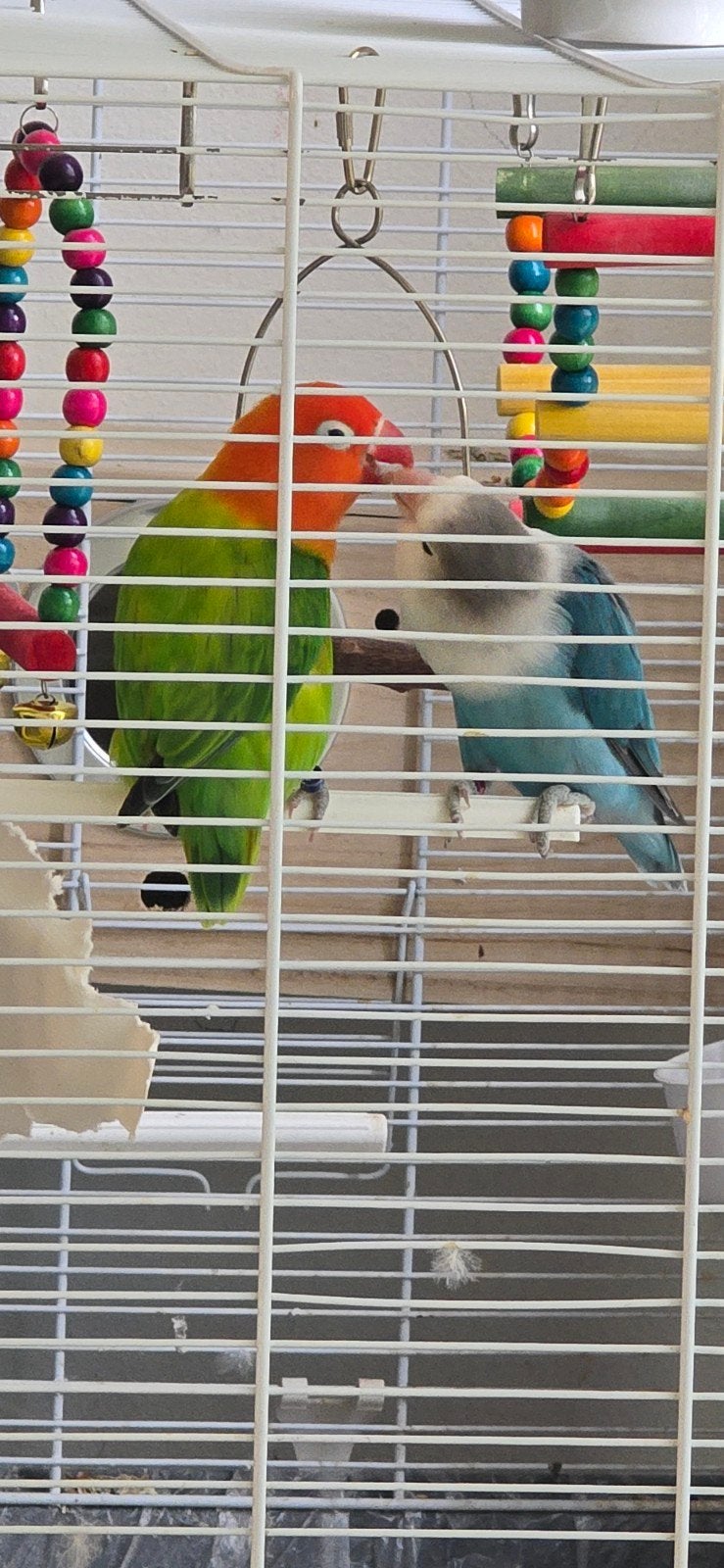 Mooi en gezond koppel Agapornissen (Dwergpapegaaien) – €50, Meerdere dieren, Dwergpapegaai of Agapornis