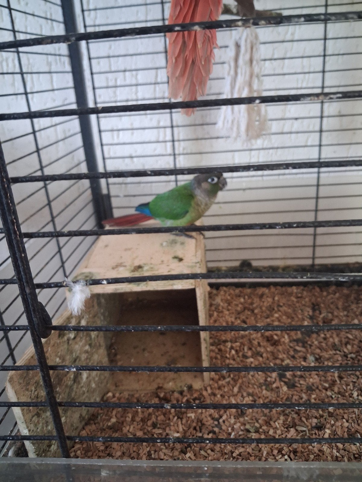 4 pyrrhura's te koop, Meerdere dieren, Parkiet