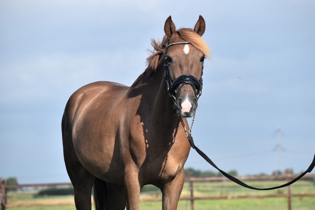 ## ZEER MOOIE en super brave vos ruin ##, Dieren en Toebehoren, E pony (1.48m - 1.57m), Ruin, 3 tot 6 jaar, Gechipt
