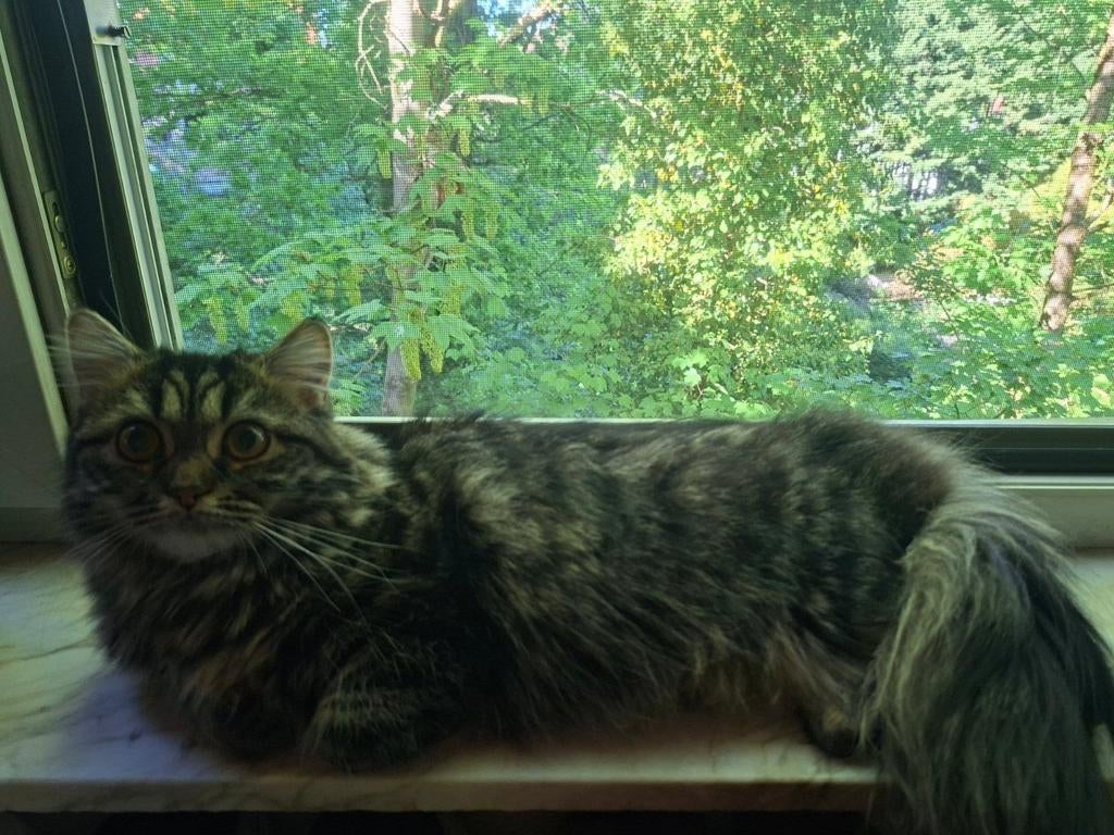 Britse langhaar poes 8 maanden met veel extra's, Poes