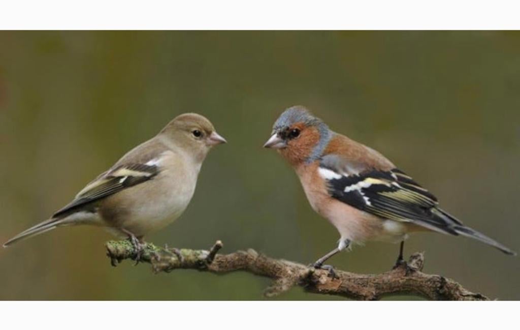 Koppel bot vinken Europese vink, Meerdere dieren, Wildzangvogel, Geringd