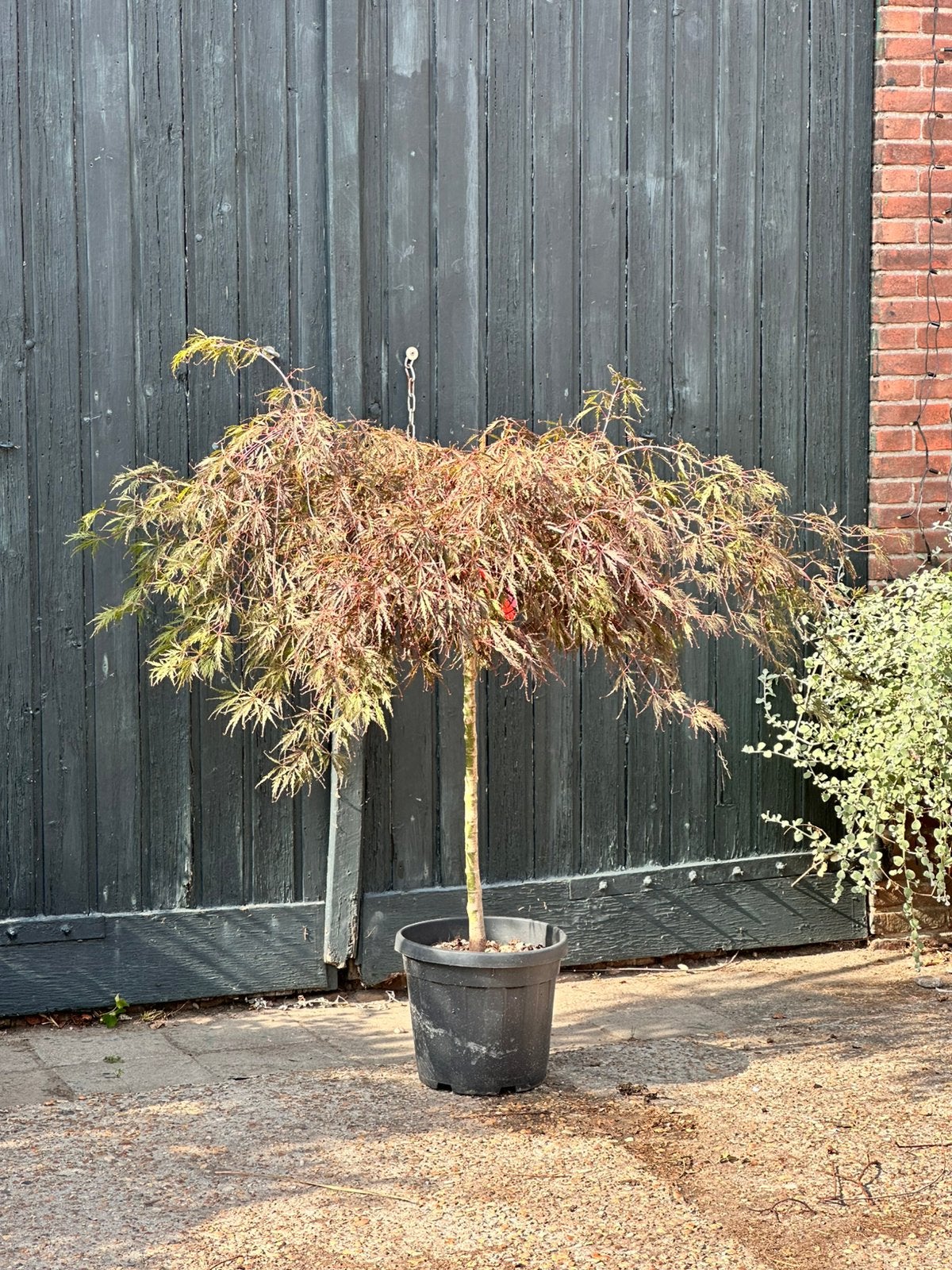 Acer palmatum dissectum tamuke yama (japanse esdoorn), Ophalen