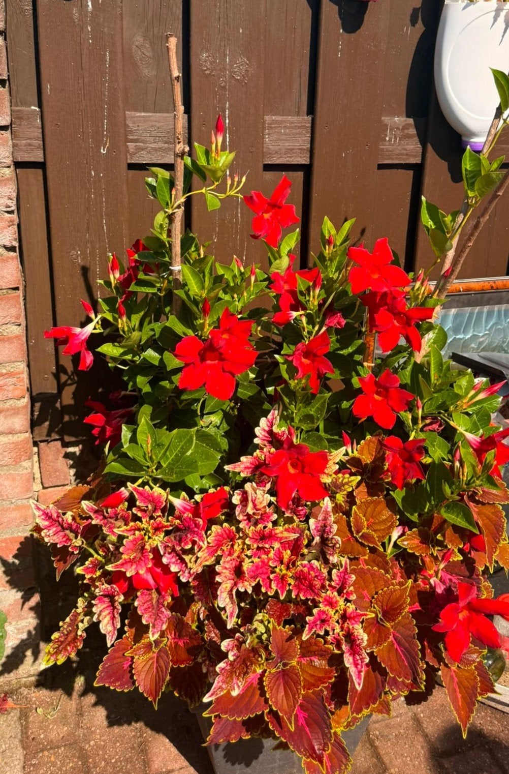 Mandevilla en Coleus in pot, Volle zon, Vaste plant, Zomer, Ophalen