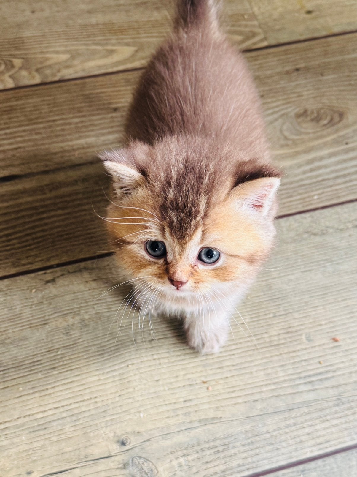 Te koop raszuivere golden shaded britse korthaar kittens, Dieren en Toebehoren, Katten en Kittens | Raskatten | Korthaar, Meerdere dieren