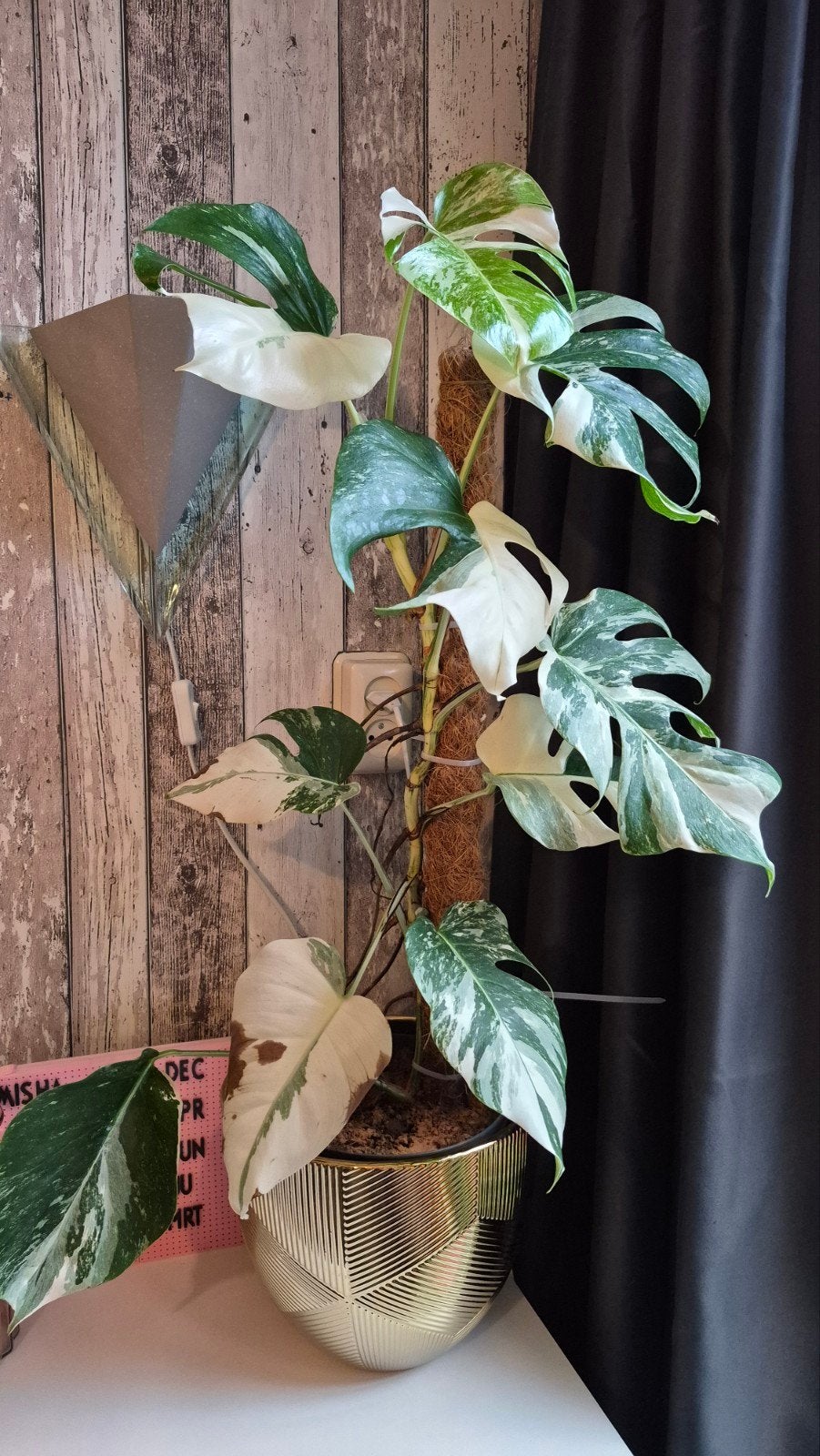 Monstera albo, Ophalen, Halfschaduw, Minder dan 100 cm