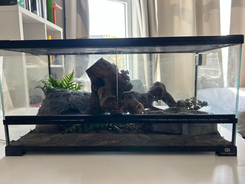 Terrarium + rode rattenslang, Dieren en Toebehoren, Ophalen, Nieuw