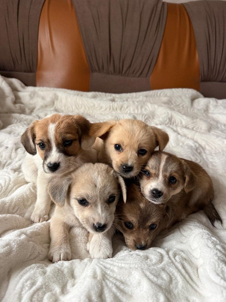 Gered nestje puppy's, 8 tot 15 weken, Meerdere, Meerdere dieren, Klein