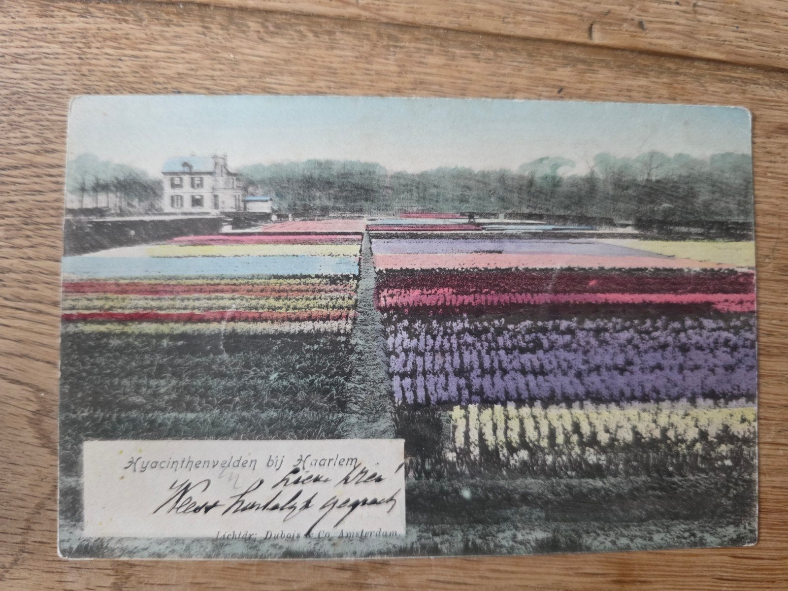 Bollenvelden Haarlem en omstreken, Ophalen of Verzenden