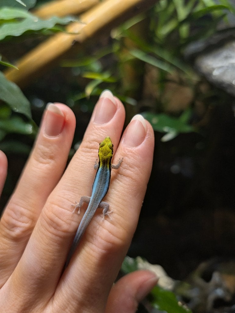 Phelsuma klemmeri 0.0.3, Hagedis, 0 tot 2 jaar